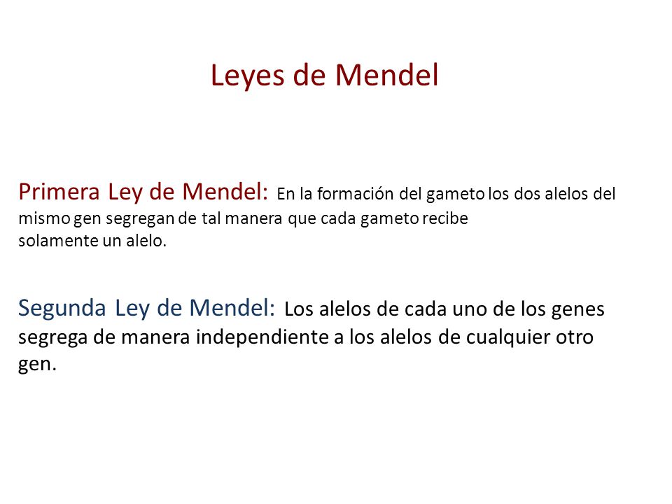 Leyes de Mendel Primera Ley de Mendel: En la formación del gameto los dos alelos del mismo gen segregan de tal manera que cada gameto recibe.