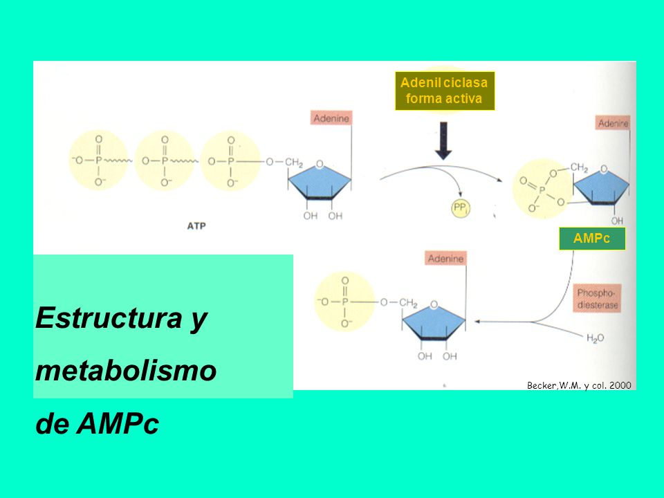Estructura y metabolismo de AMPc Adenil ciclasa forma activa AMPc
