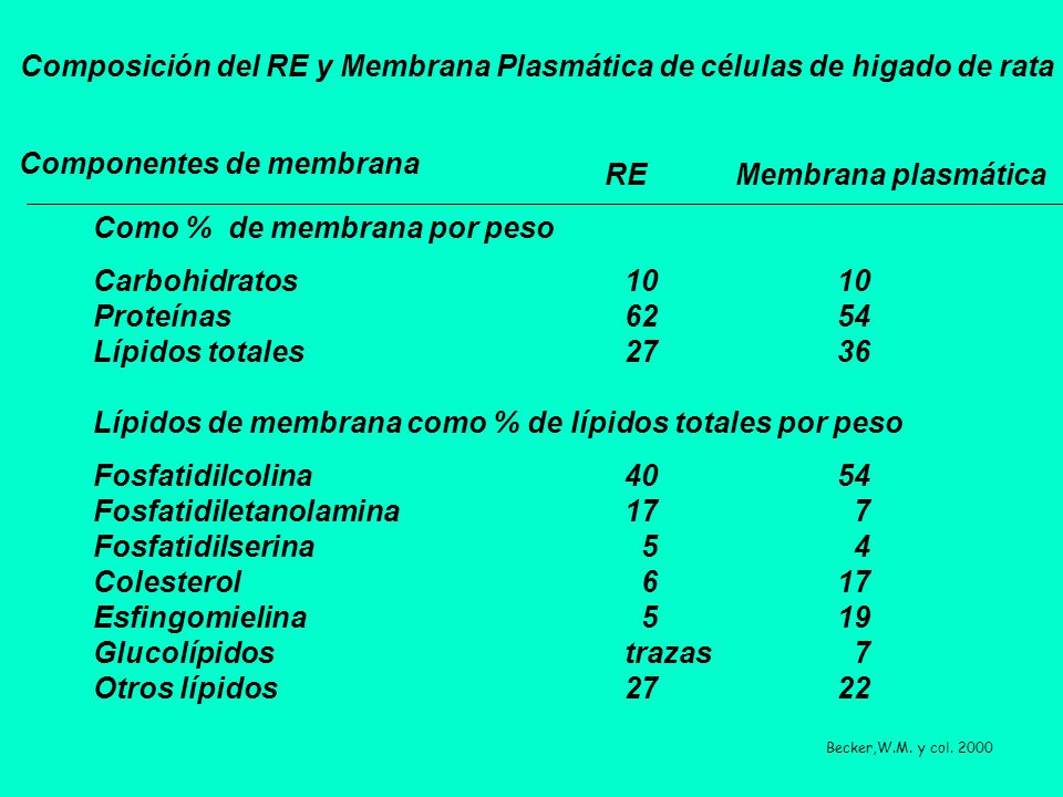 Composición del RE y Membrana Plasmática de células de higado de rata