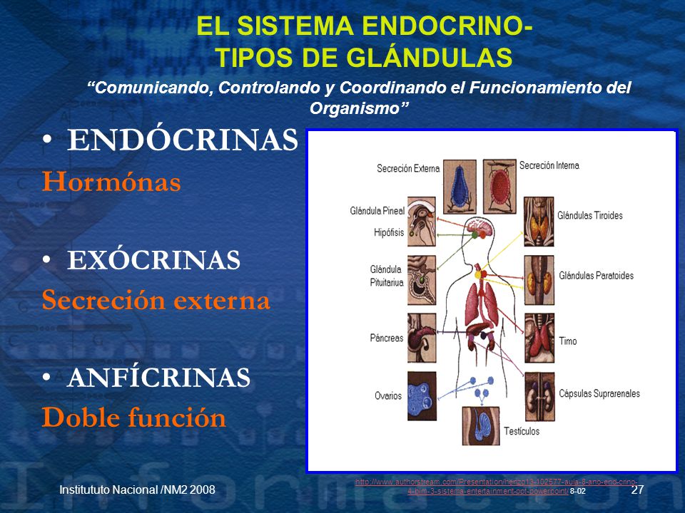 EL SISTEMA ENDOCRINO- TIPOS DE GLÁNDULAS