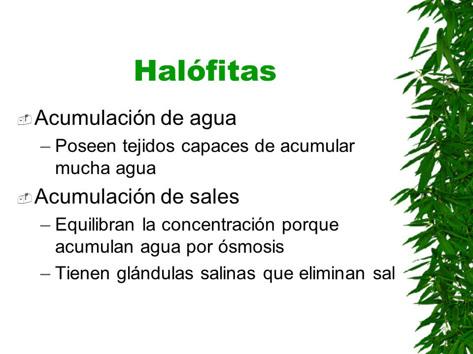 Halófitas Acumulación de agua Acumulación de sales