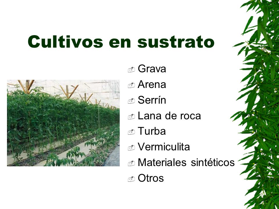 Cultivos en sustrato Grava Arena Serrín Lana de roca Turba Vermiculita