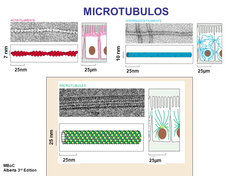 MICROTUBULOS 7 nm 10 nm 25 nm 25nm 25µm 25nm 25µm 25nm 25µm MBoC