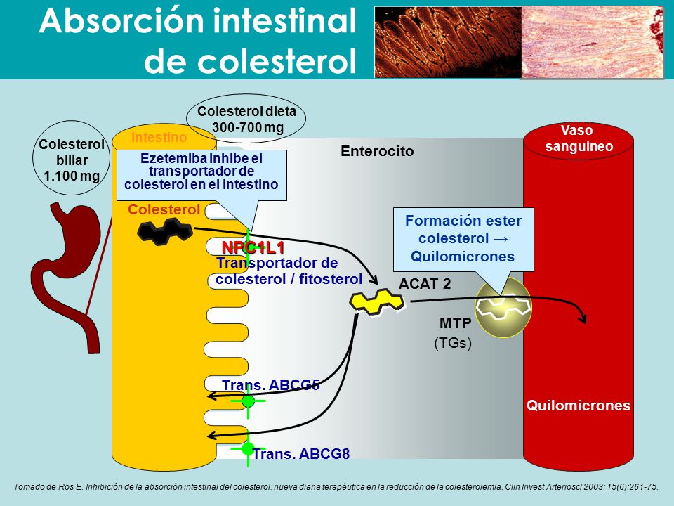 Ezetemiba inhibe el transportador de colesterol en el intestino