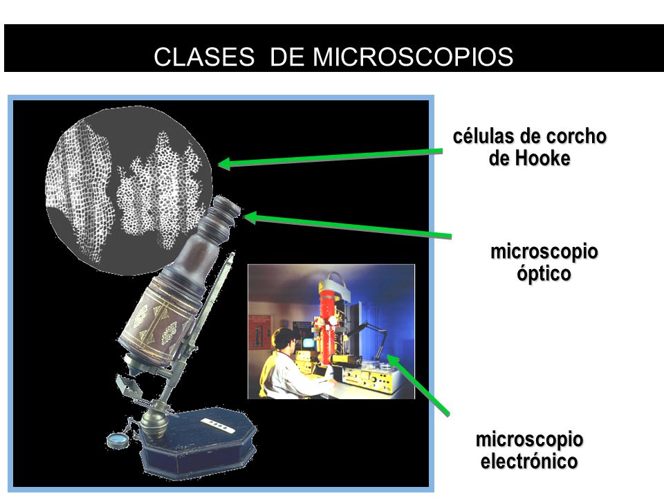 células de corcho de Hooke microscopio electrónico