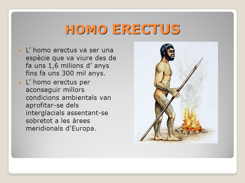 HOMO ERECTUS L’ homo erectus va ser una espècie que va viure des de fa uns 1,6 milions d’ anys fins fa uns 300 mil anys.
