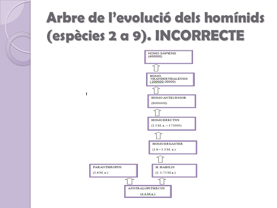 Arbre de l’evolució dels homínids (espècies 2 a 9). INCORRECTE