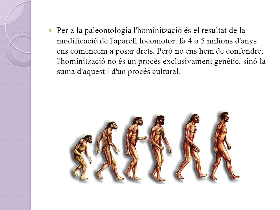 Per a la paleontologia l hominització és el resultat de la modificació de l aparell locomotor: fa 4 o 5 milions d anys ens comencem a posar drets.
