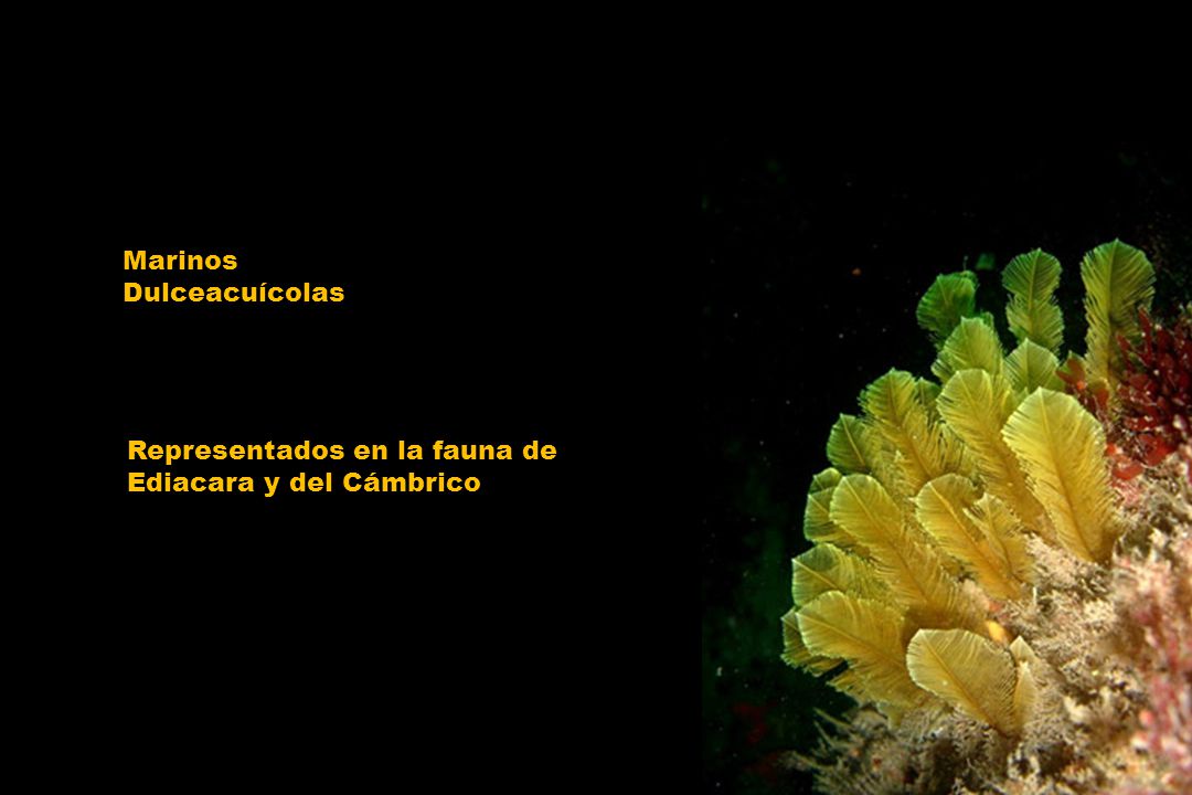 Marinos Dulceacuícolas Representados en la fauna de Ediacara y del Cámbrico