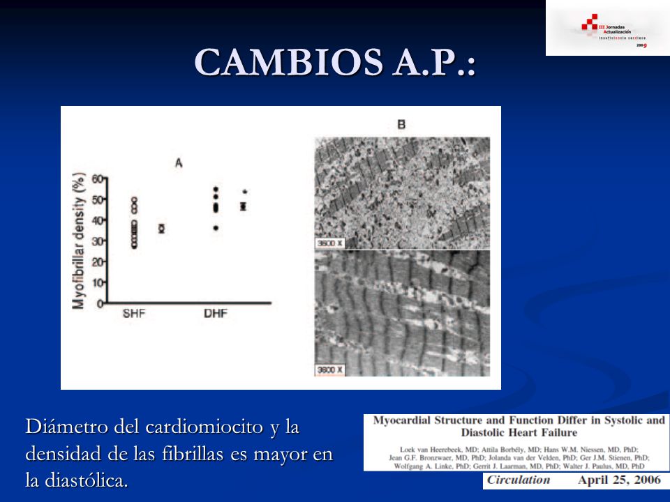 CAMBIOS A.P.: Diámetro del cardiomiocito y la densidad de las fibrillas es mayor en la diastólica.
