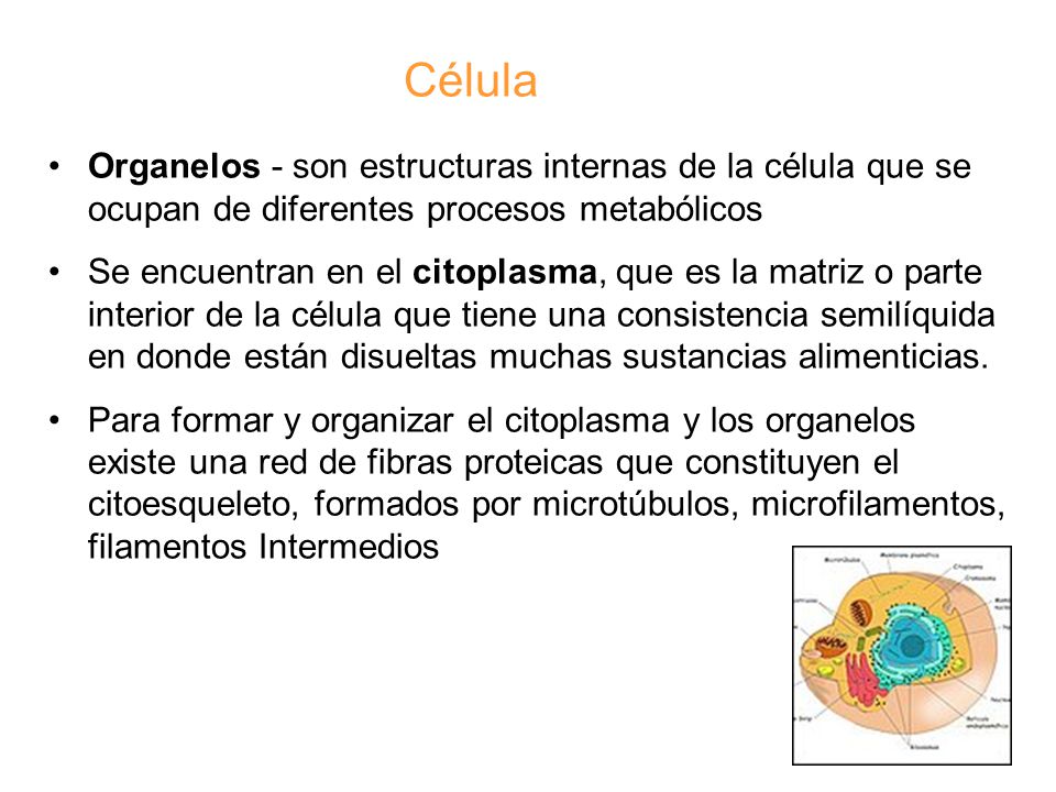 Célula Organelos - son estructuras internas de la célula que se ocupan de diferentes procesos metabólicos.