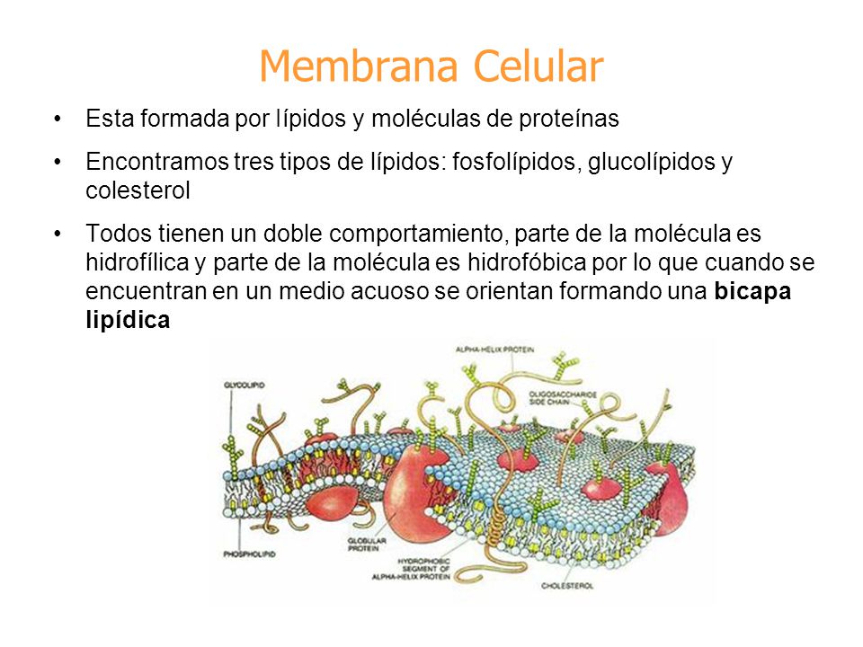 Membrana Celular Esta formada por Iípidos y moléculas de proteínas