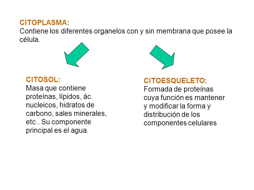 CITOPLASMA: Contiene los diferentes organelos con y sin membrana que posee la célula. CITOSOL: