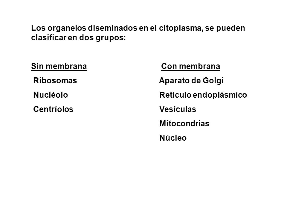 Los organelos diseminados en el citoplasma, se pueden clasificar en dos grupos: