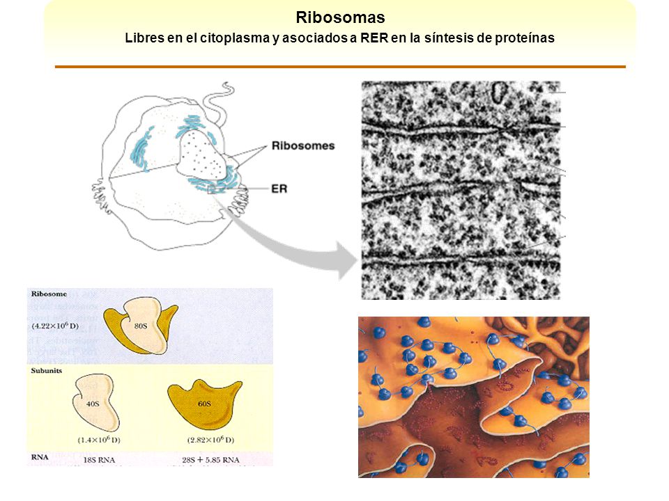 Ribosomas Libres en el citoplasma y asociados a RER en la síntesis de proteínas _______________________________________________________.