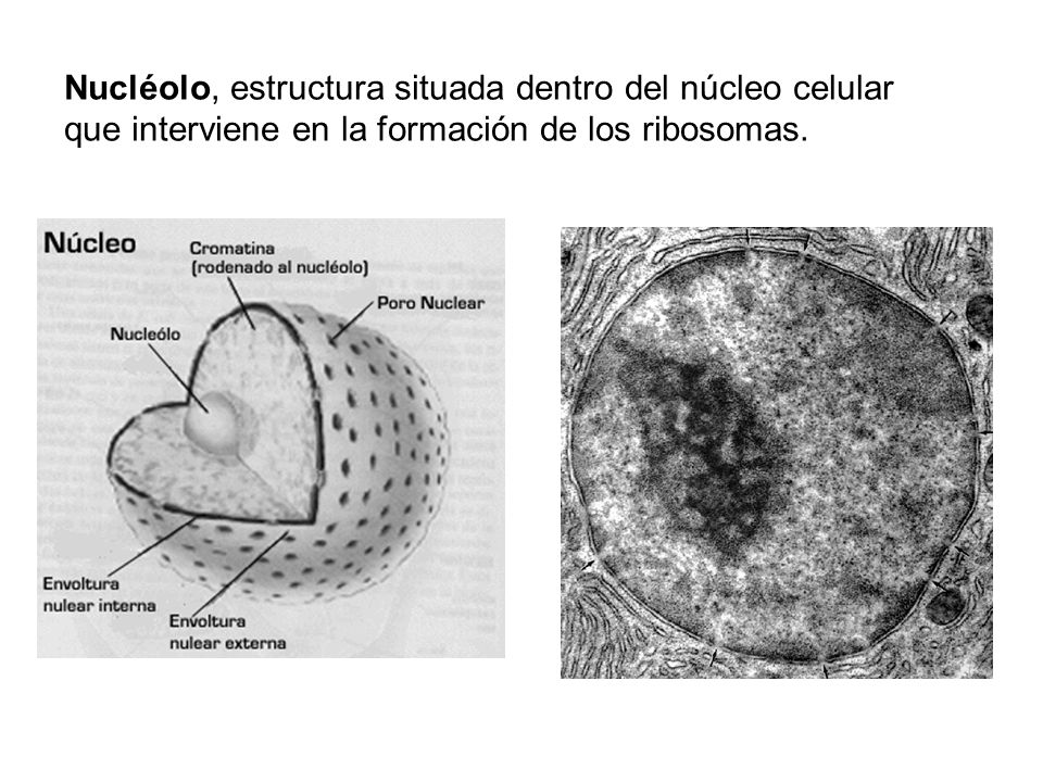 Nucléolo, estructura situada dentro del núcleo celular que interviene en la formación de los ribosomas.