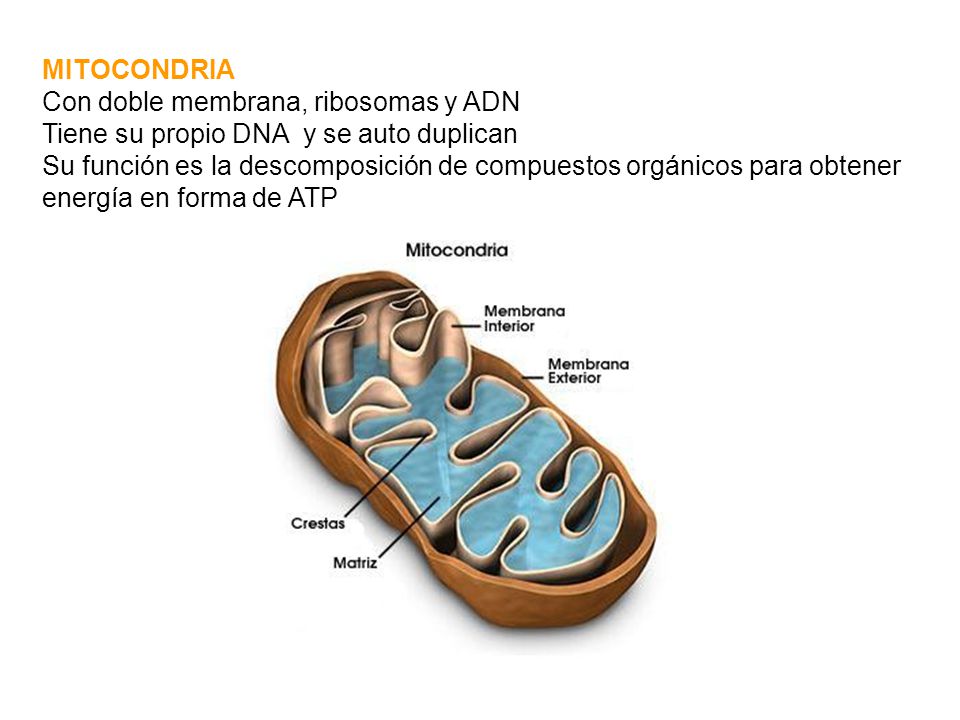 MITOCONDRIA Con doble membrana, ribosomas y ADN. Tiene su propio DNA y se auto duplican.