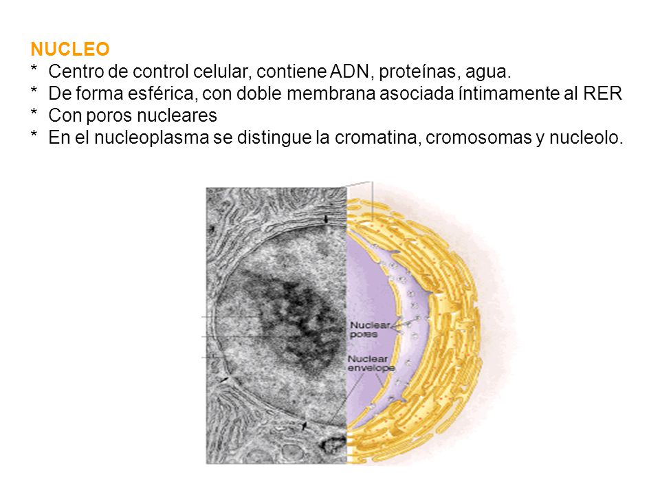 NUCLEO * Centro de control celular, contiene ADN, proteínas, agua. * De forma esférica, con doble membrana asociada íntimamente al RER.