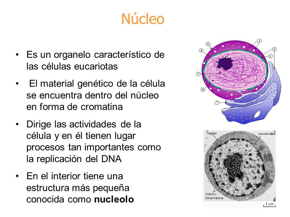 Núcleo Es un organelo característico de las células eucariotas