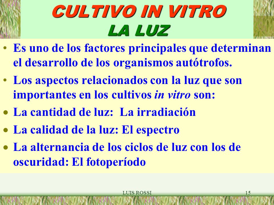 CULTIVO IN VITRO LA LUZ Es uno de los factores principales que determinan el desarrollo de los organismos autótrofos.
