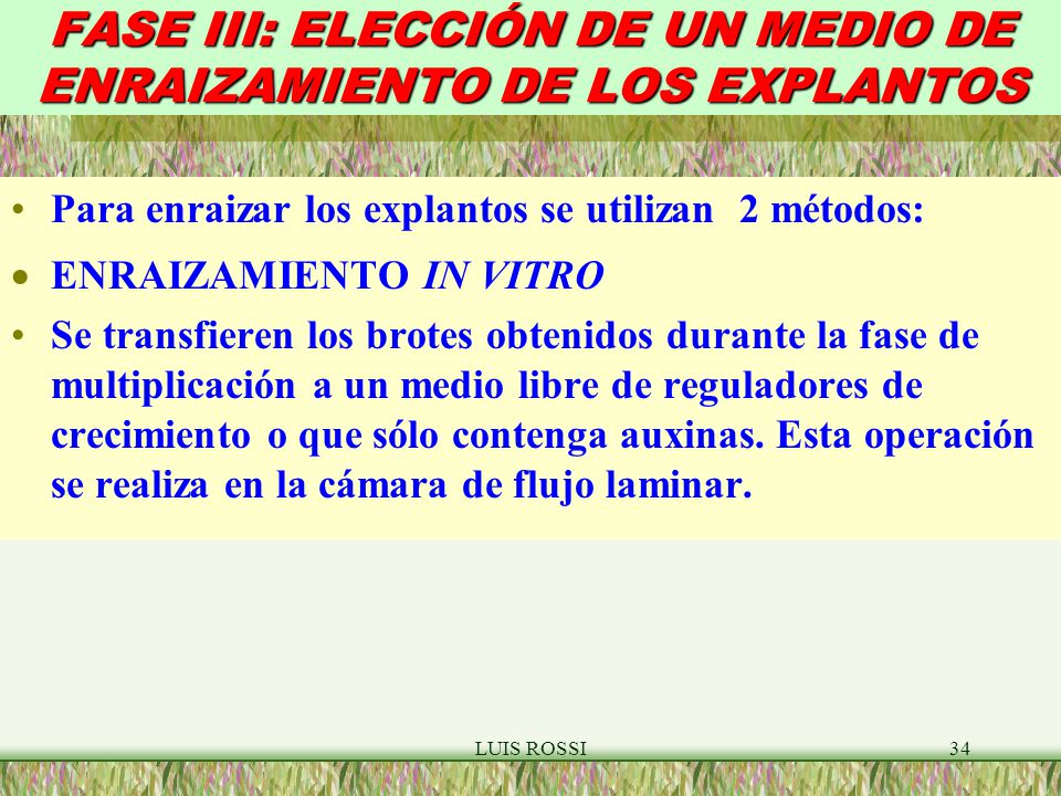 FASE III: ELECCIÓN DE UN MEDIO DE ENRAIZAMIENTO DE LOS EXPLANTOS