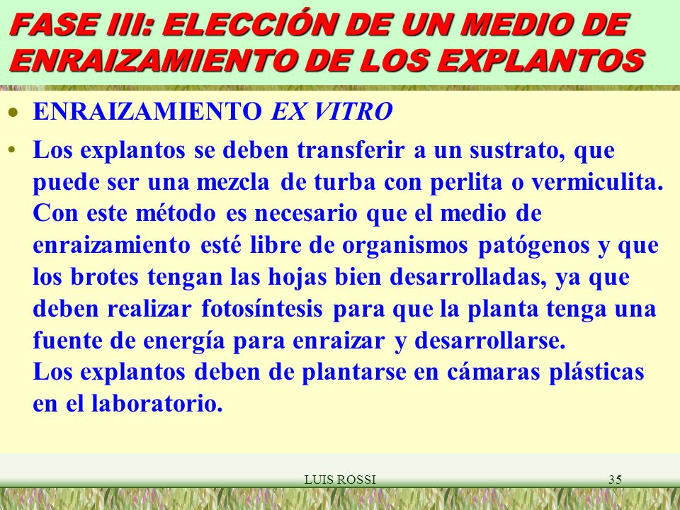 FASE III: ELECCIÓN DE UN MEDIO DE ENRAIZAMIENTO DE LOS EXPLANTOS