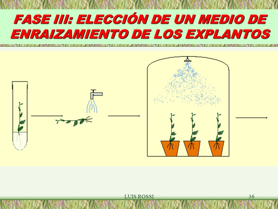FASE III: ELECCIÓN DE UN MEDIO DE ENRAIZAMIENTO DE LOS EXPLANTOS