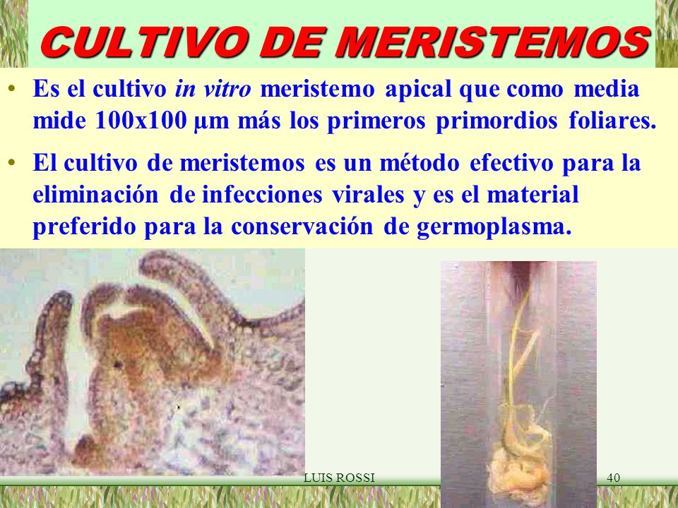 CULTIVO DE MERISTEMOS Es el cultivo in vitro meristemo apical que como media mide 100x100 µm más los primeros primordios foliares.