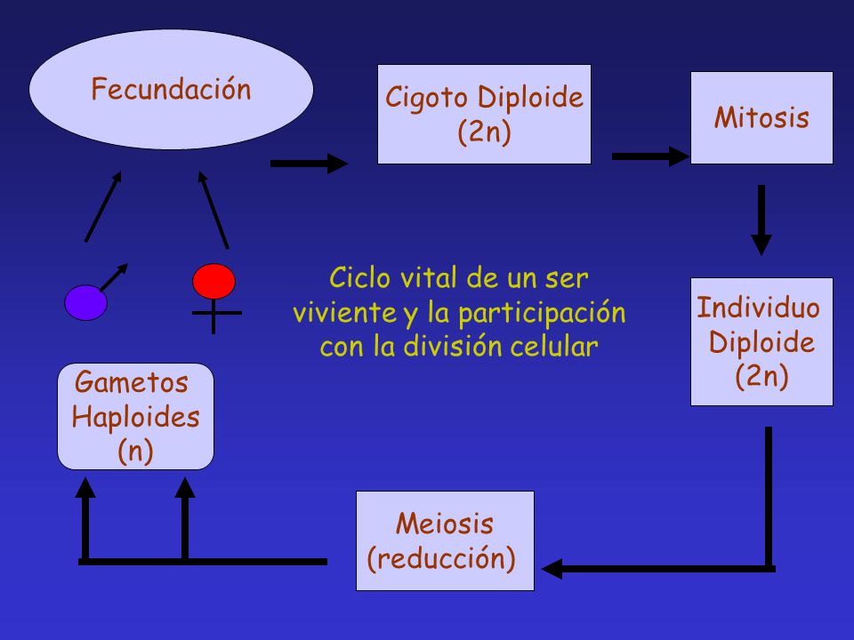 Fecundación Cigoto Diploide. (2n) Mitosis. Ciclo vital de un ser viviente y la participación con la división celular.