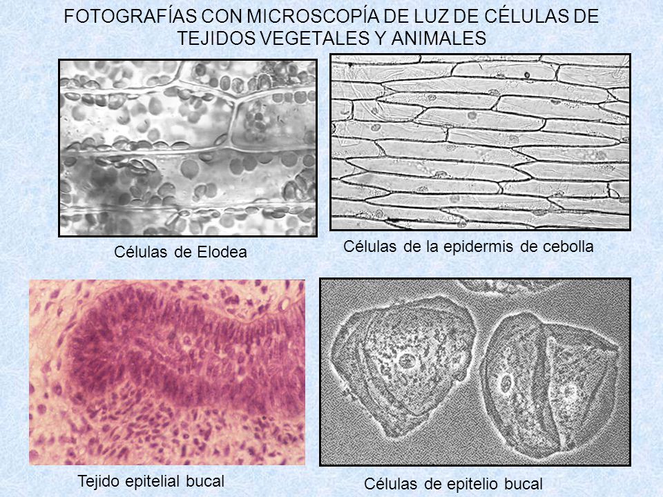 FOTOGRAFÍAS CON MICROSCOPÍA DE LUZ DE CÉLULAS DE TEJIDOS VEGETALES Y ANIMALES