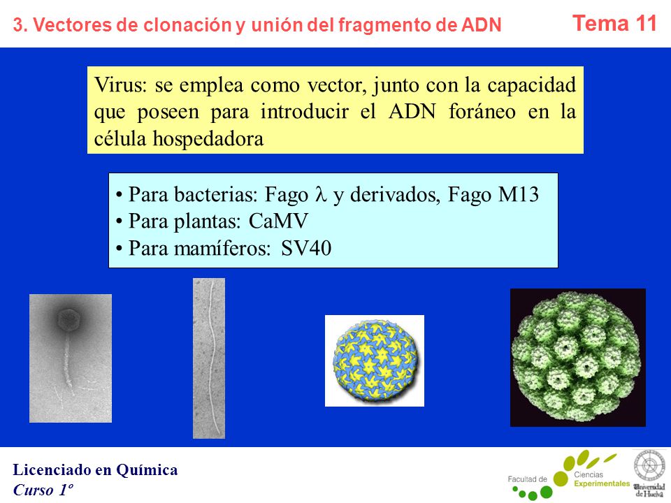 Para bacterias: Fago l y derivados, Fago M13 Para plantas: CaMV