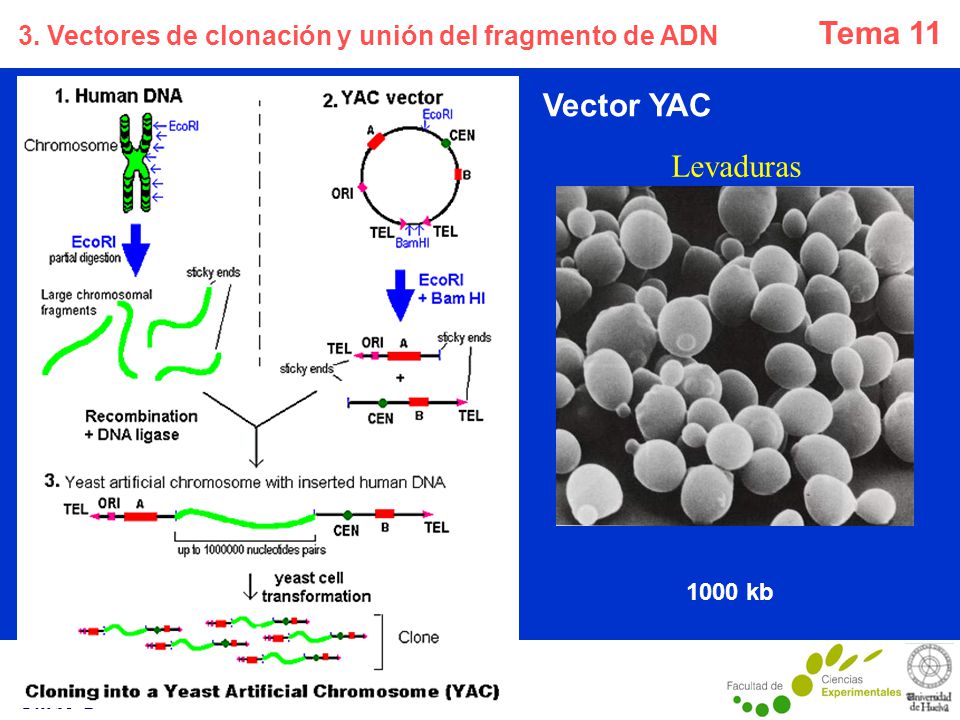 3. Vectores de clonación y unión del fragmento de ADN