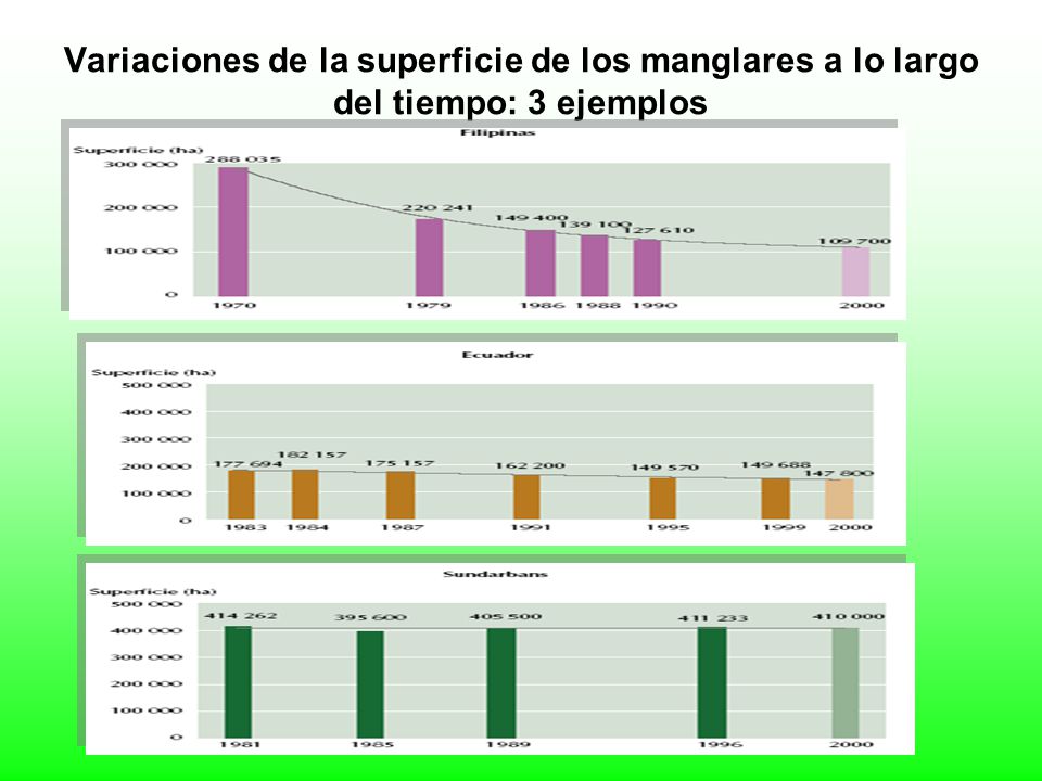 Variaciones de la superficie de los manglares a lo largo del tiempo: 3 ejemplos