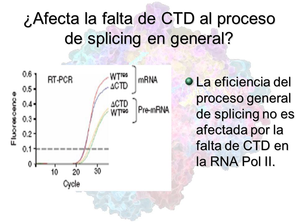 ¿Afecta la falta de CTD al proceso de splicing en general