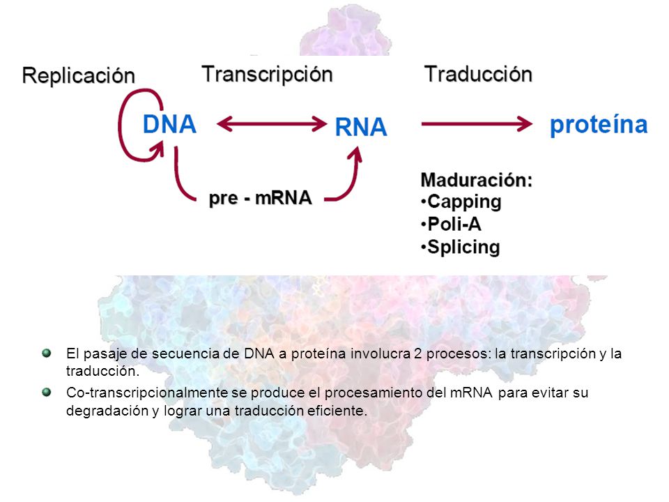 El pasaje de secuencia de DNA a proteína involucra 2 procesos: la transcripción y la traducción.
