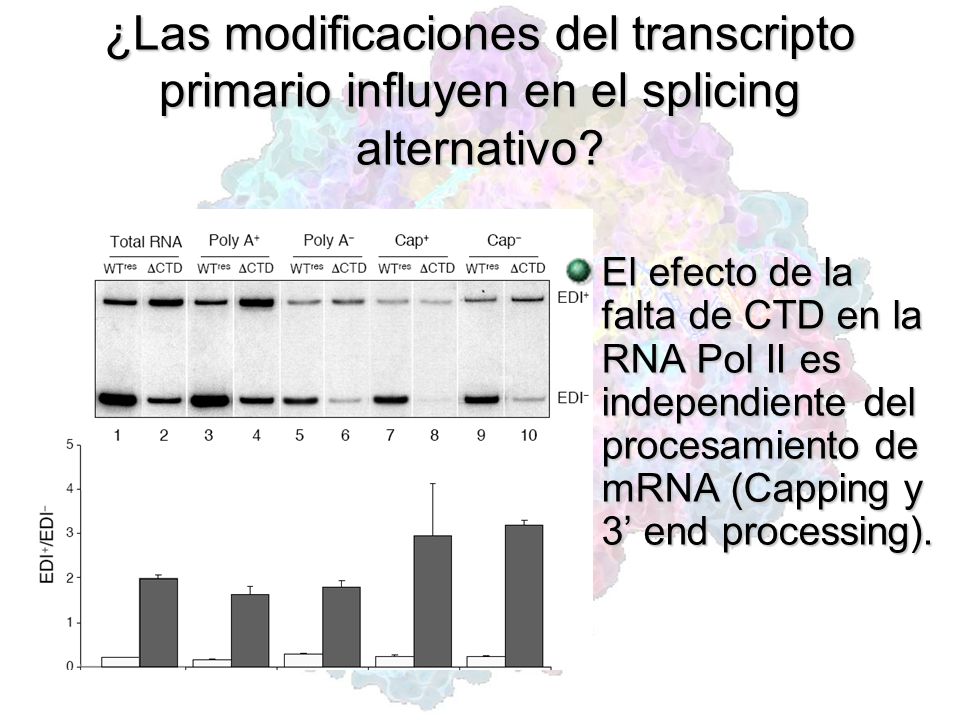 ¿Las modificaciones del transcripto primario influyen en el splicing alternativo