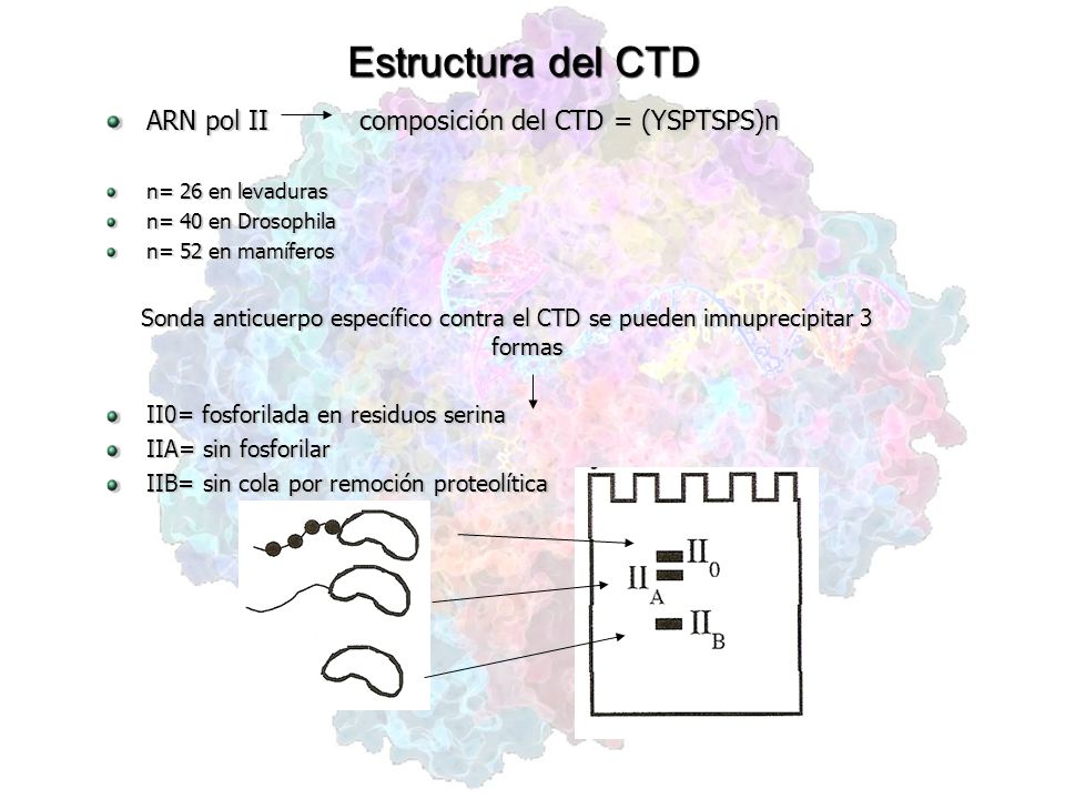 Estructura del CTD ARN pol II composición del CTD = (YSPTSPS)n