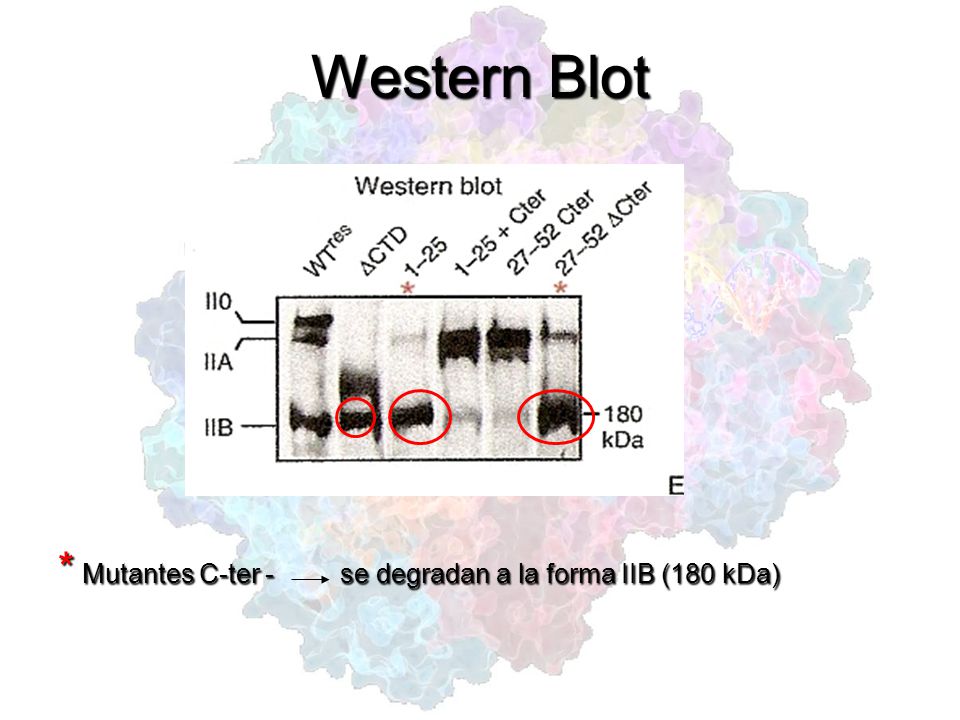 Western Blot * Mutantes C-ter - se degradan a la forma IIB (180 kDa)