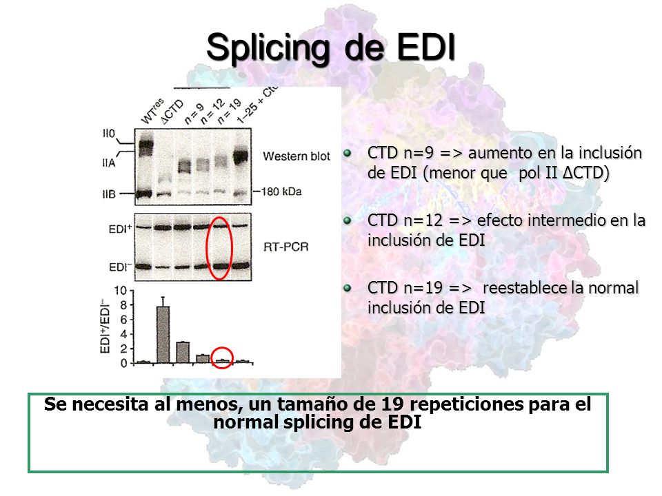 Splicing de EDI CTD n=9 => aumento en la inclusión de EDI (menor que pol II ∆CTD) CTD n=12 => efecto intermedio en la inclusión de EDI.