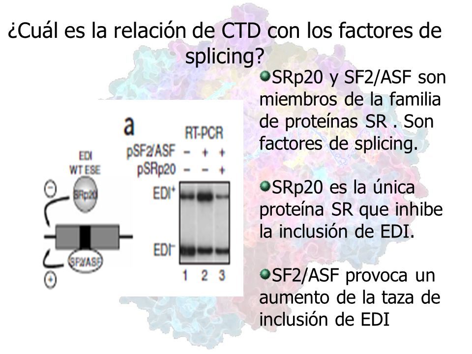 ¿Cuál es la relación de CTD con los factores de splicing