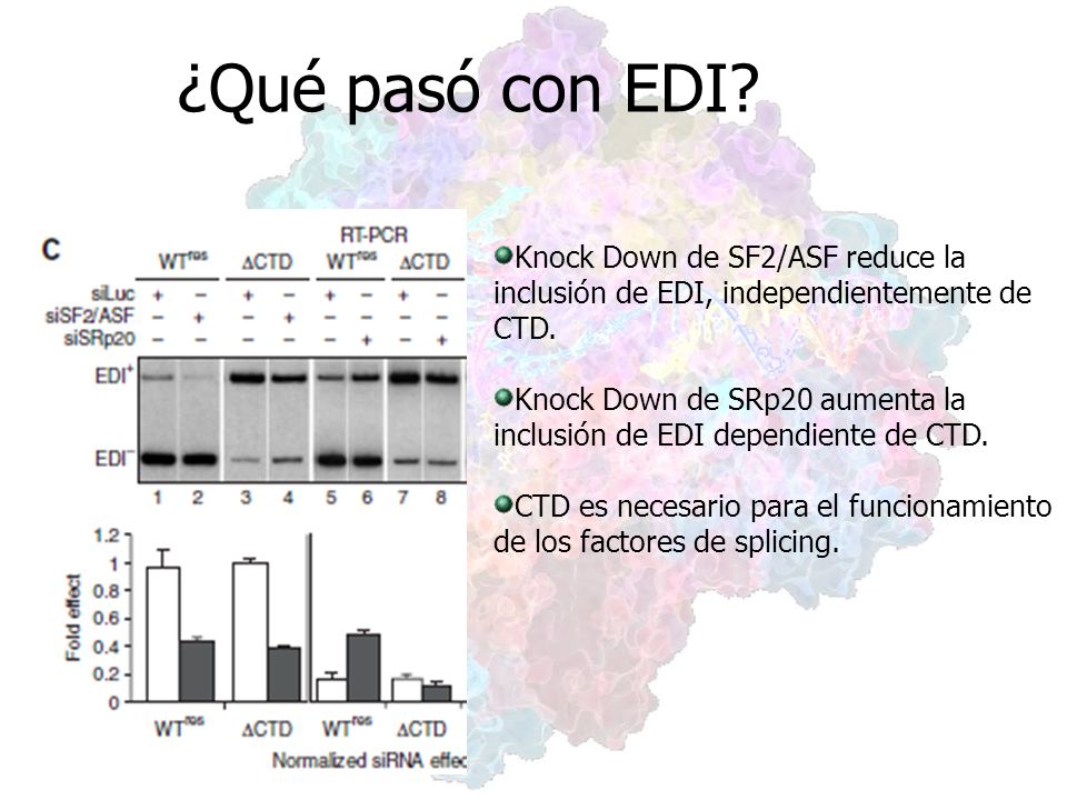 ¿Qué pasó con EDI Knock Down de SF2/ASF reduce la inclusión de EDI, independientemente de CTD.