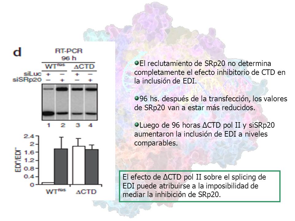 El reclutamiento de SRp20 no determina completamente el efecto inhibitorio de CTD en la inclusión de EDI.