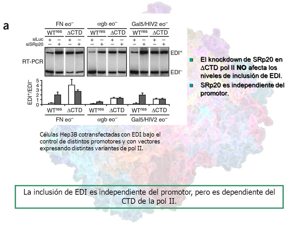 El knockdown de SRp20 en CTD pol II NO afecta los niveles de inclusión de EDI.