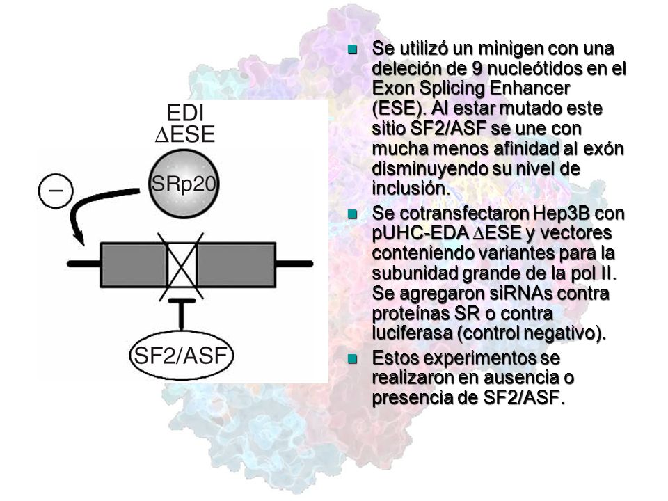 Se utilizó un minigen con una deleción de 9 nucleótidos en el Exon Splicing Enhancer (ESE). Al estar mutado este sitio SF2/ASF se une con mucha menos afinidad al exón disminuyendo su nivel de inclusión.