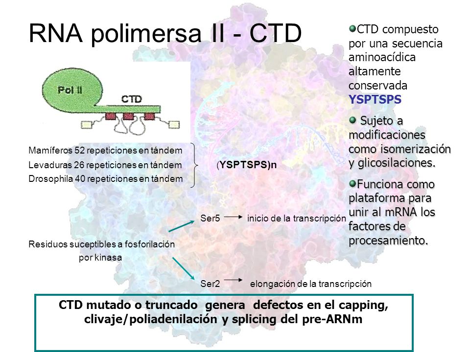 RNA polimersa II - CTD Mamíferos 52 repeticiones en tándem. Levaduras 26 repeticiones en tándem (YSPTSPS)n.