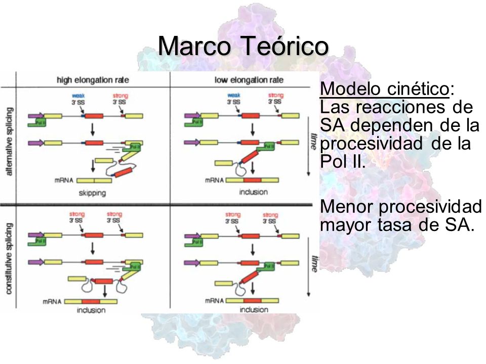 Marco Teórico Modelo cinético: Las reacciones de SA dependen de la procesividad de la Pol II.