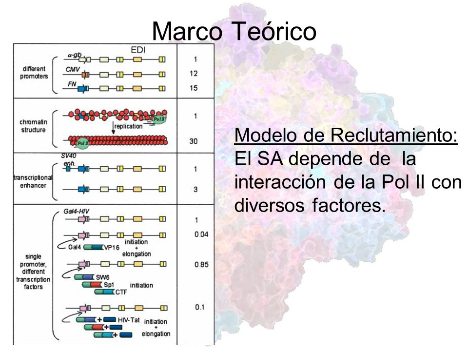 Marco Teórico Modelo de Reclutamiento: El SA depende de la interacción de la Pol II con diversos factores.