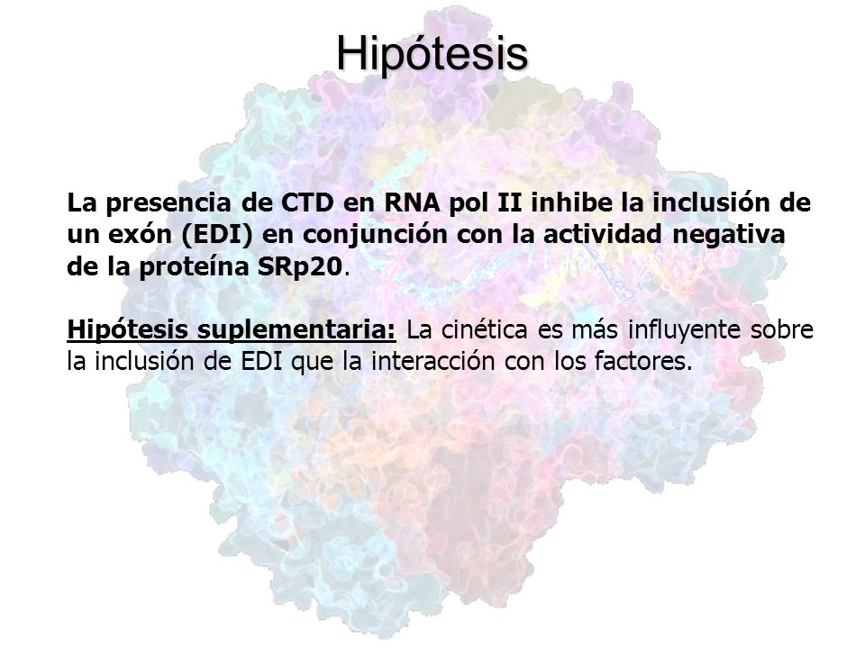 Hipótesis La presencia de CTD en RNA pol II inhibe la inclusión de un exón (EDI) en conjunción con la actividad negativa de la proteína SRp20.