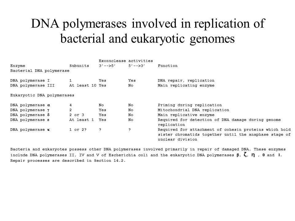 DNA polymerases involved in replication of bacterial and eukaryotic genomes