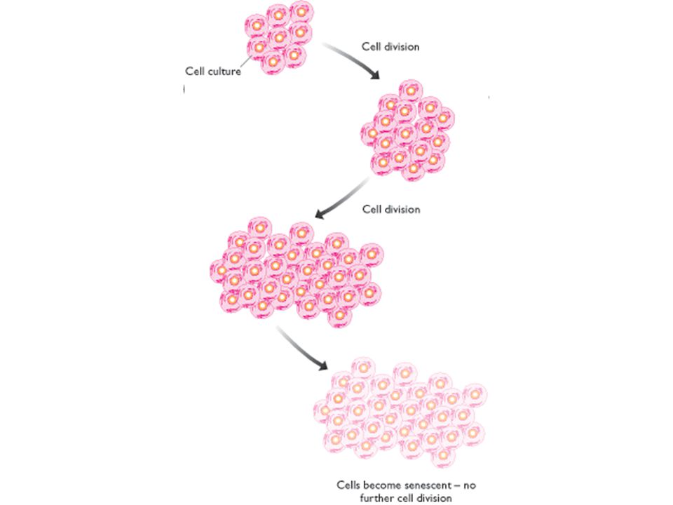 Células senesentes Figure Cultured cells become senescent after multiple cell divisions.